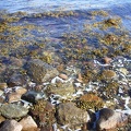 Fynshoved 2005-10