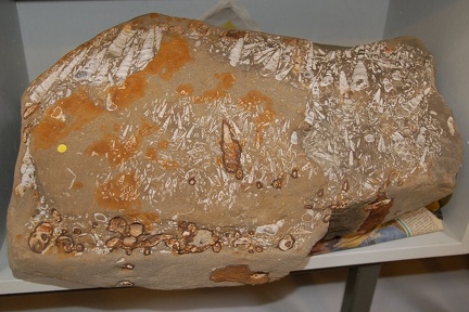 DSC 1652