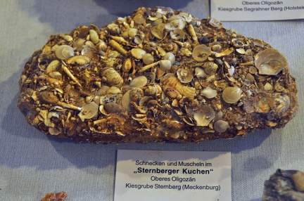 VS-Rugen 009