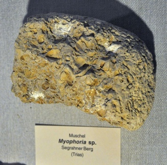 VS-Rugen 012