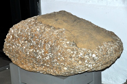 VS-Rugen 013